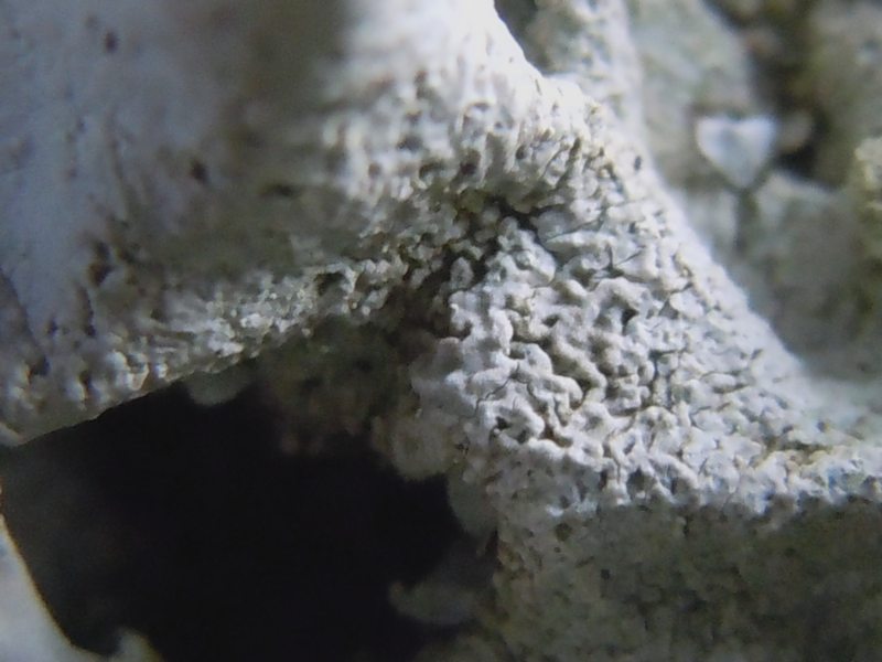 dalle dune di Porto Liscia (Santa Teresa Gallura) 1